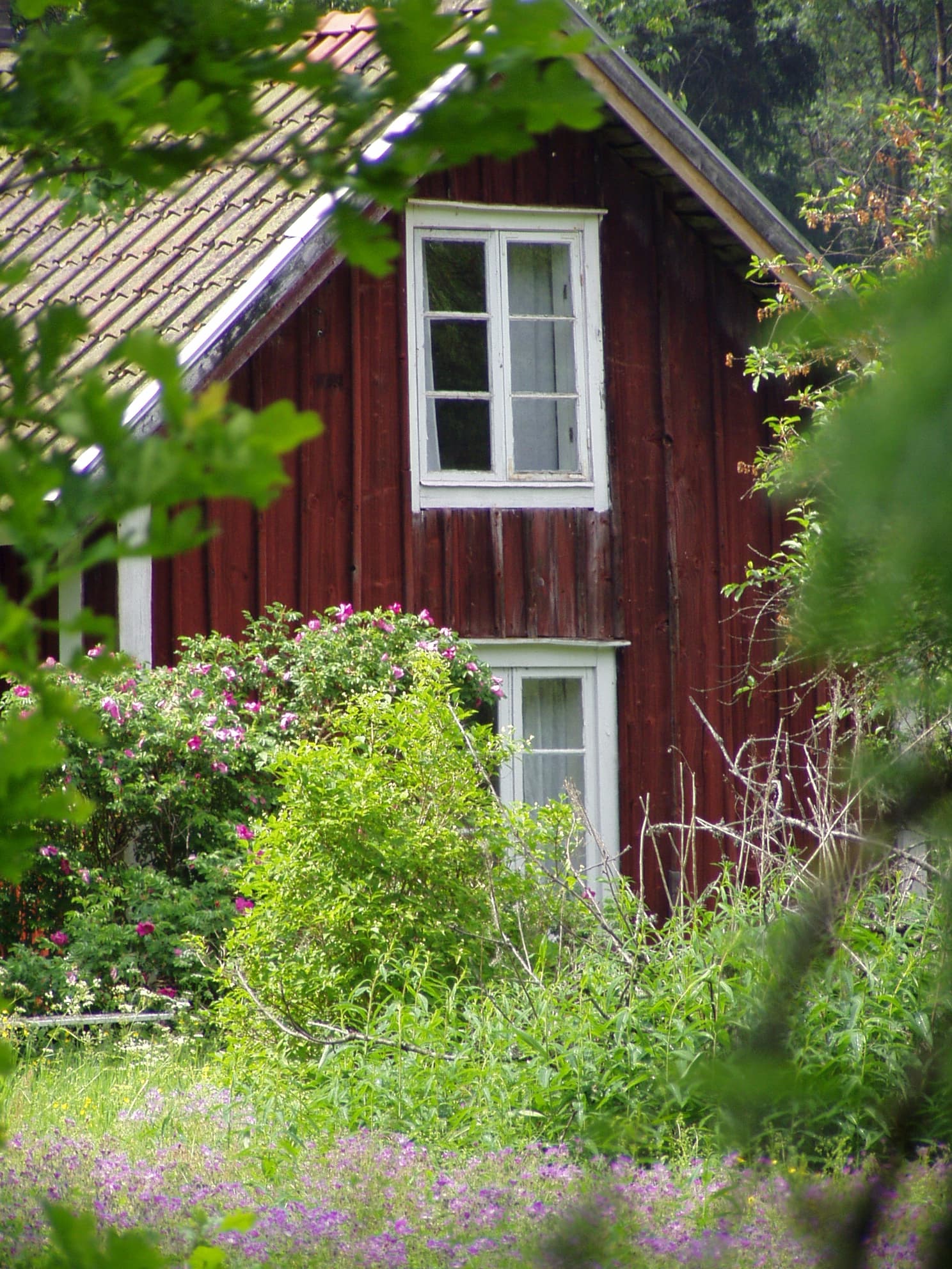 Röd svensk stuga med nyponrosor och sommaräng